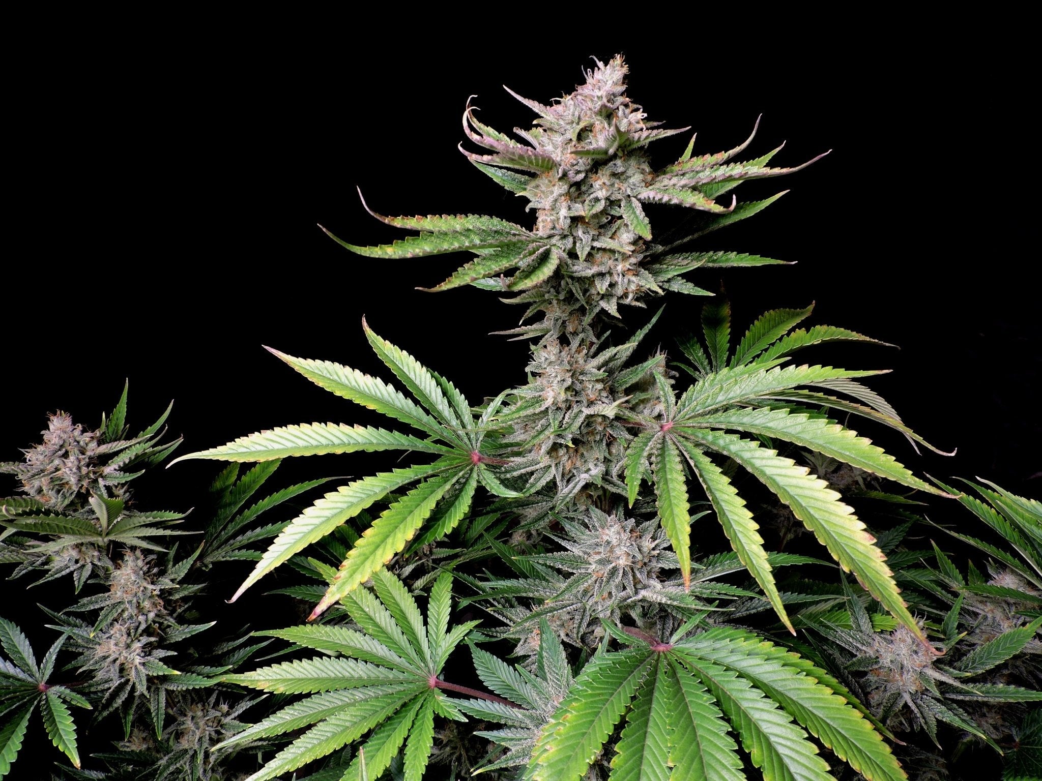 Fast Buds Cherry Cola Auto | 3er Packung - Bud Brothers