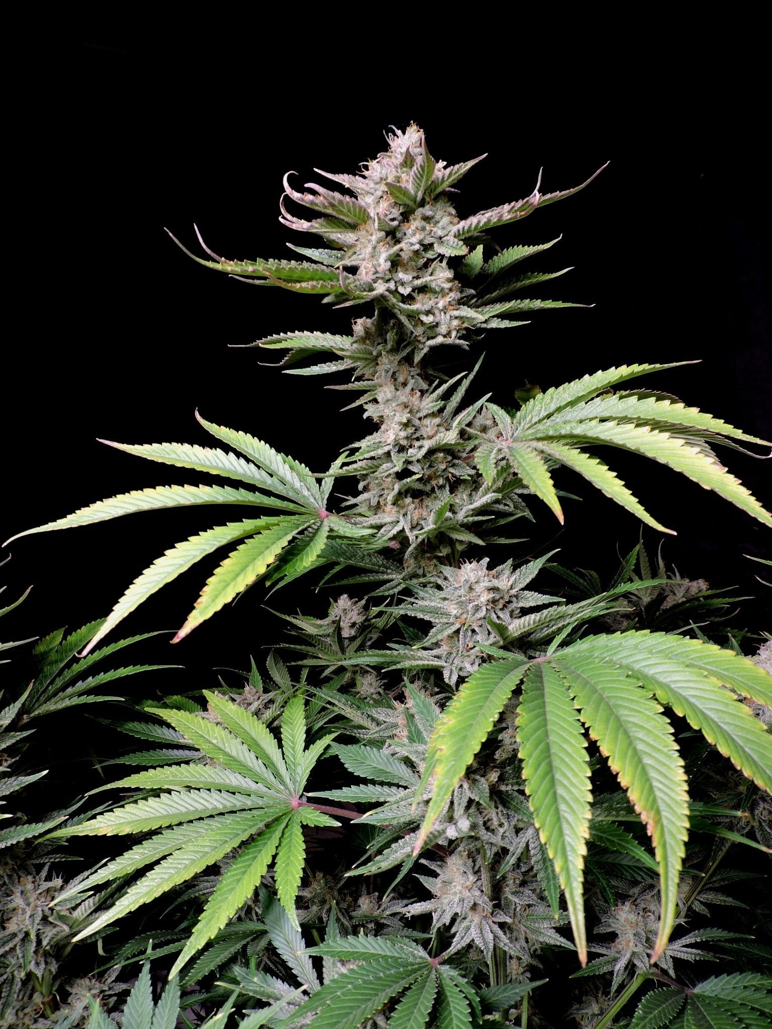 Fast Buds Cherry Cola Auto | 3er Packung - Bud Brothers