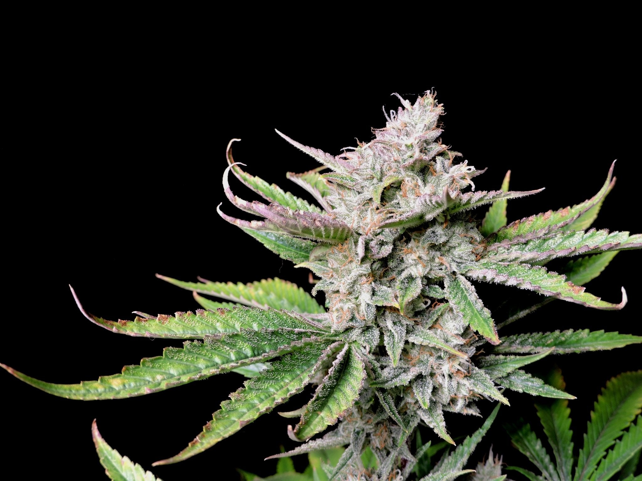 Fast Buds Cherry Cola Auto | 3er Packung - Bud Brothers