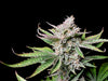 Fast Buds Cherry Cola Auto | 3er Packung - Bud Brothers