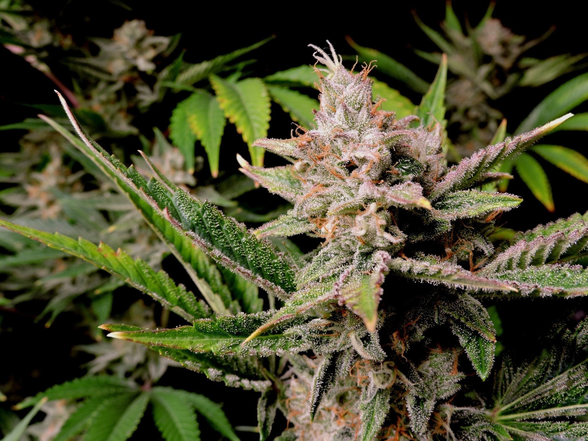 Fast Buds Cherry Cola Auto | 3er Packung - Bud Brothers