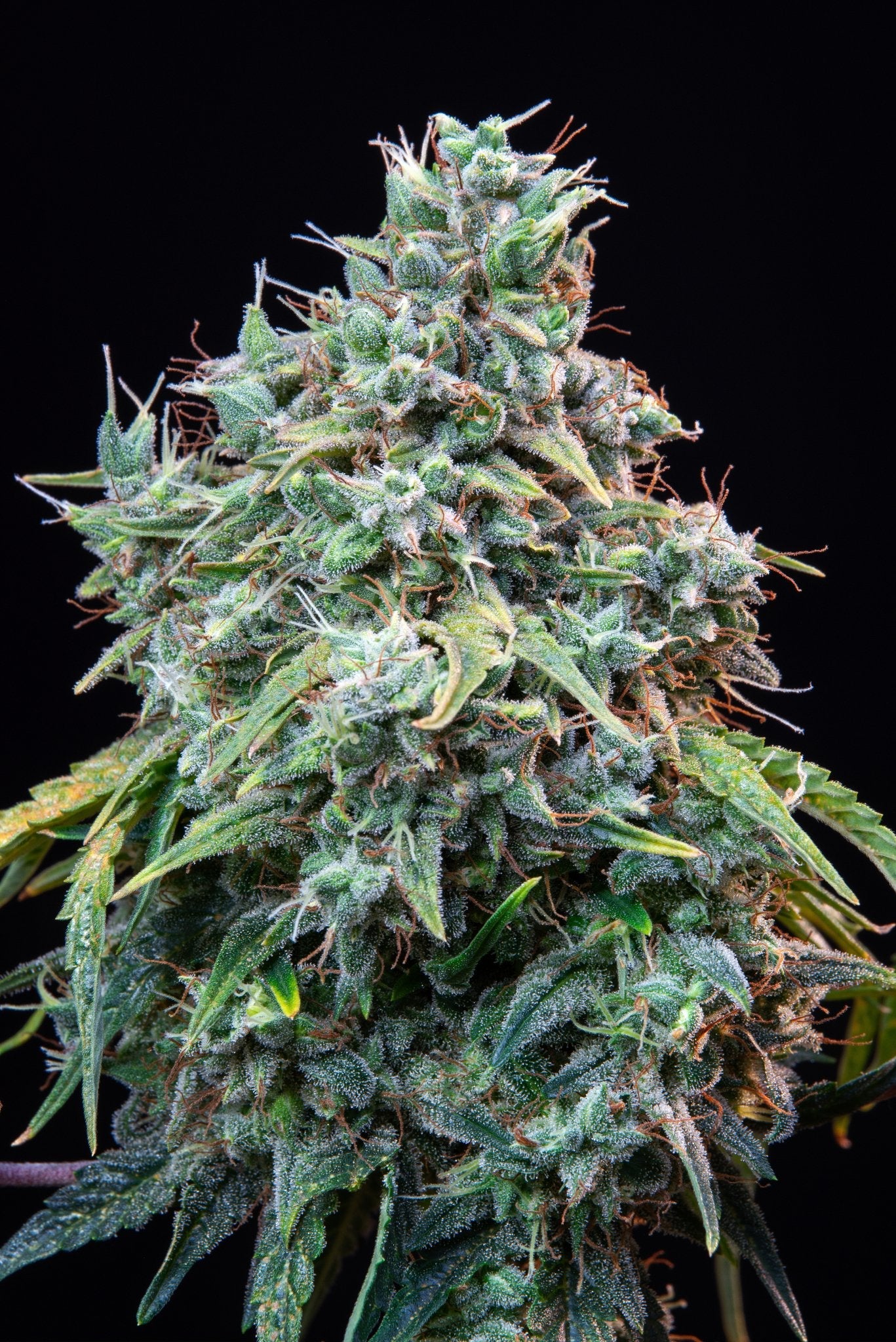 Fast Buds Cinderella Auto | 3er Packung - Bud Brothers