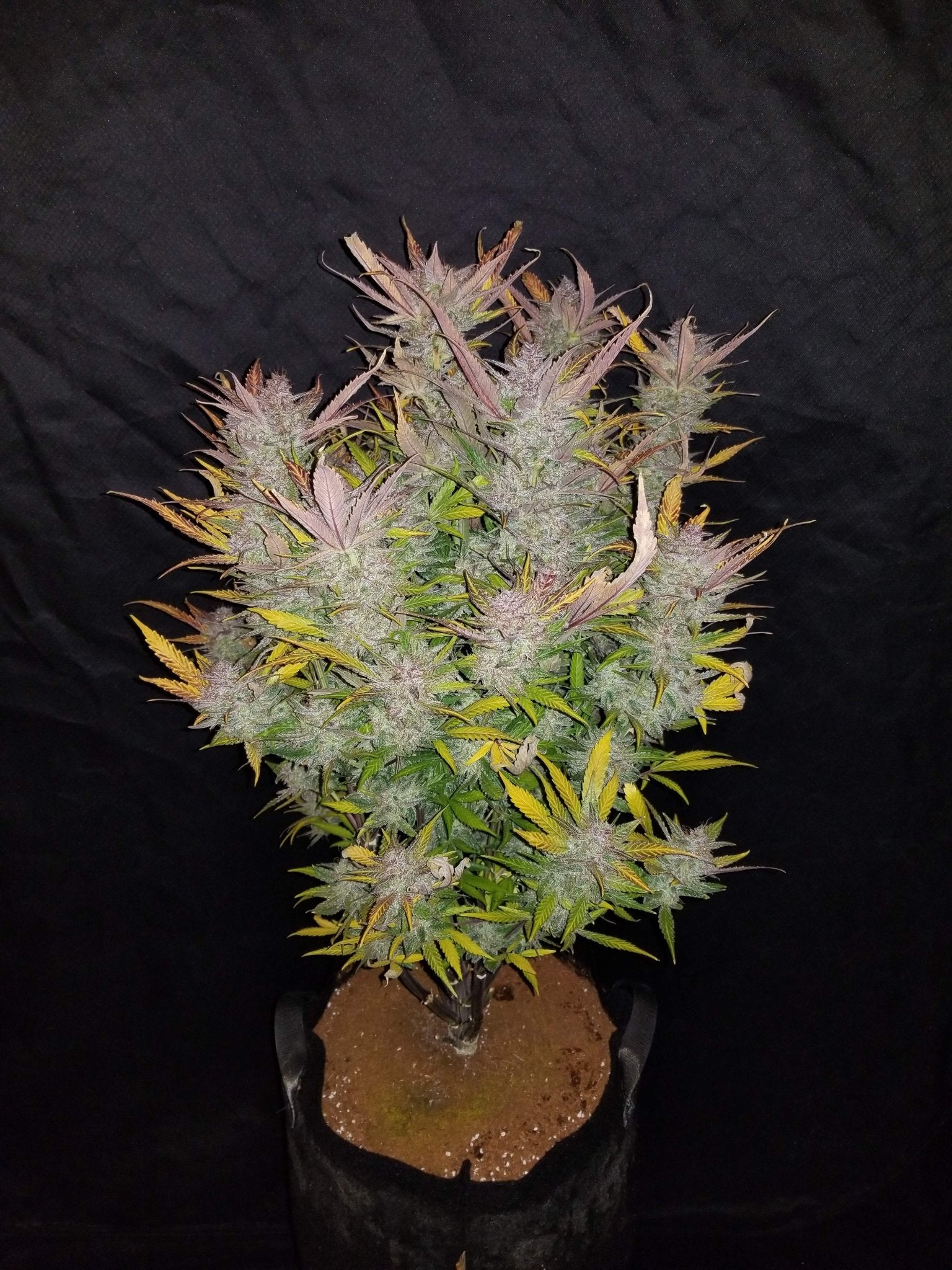 Fast Buds Cream Cookies Auto | 3er Packung - Bud Brothers
