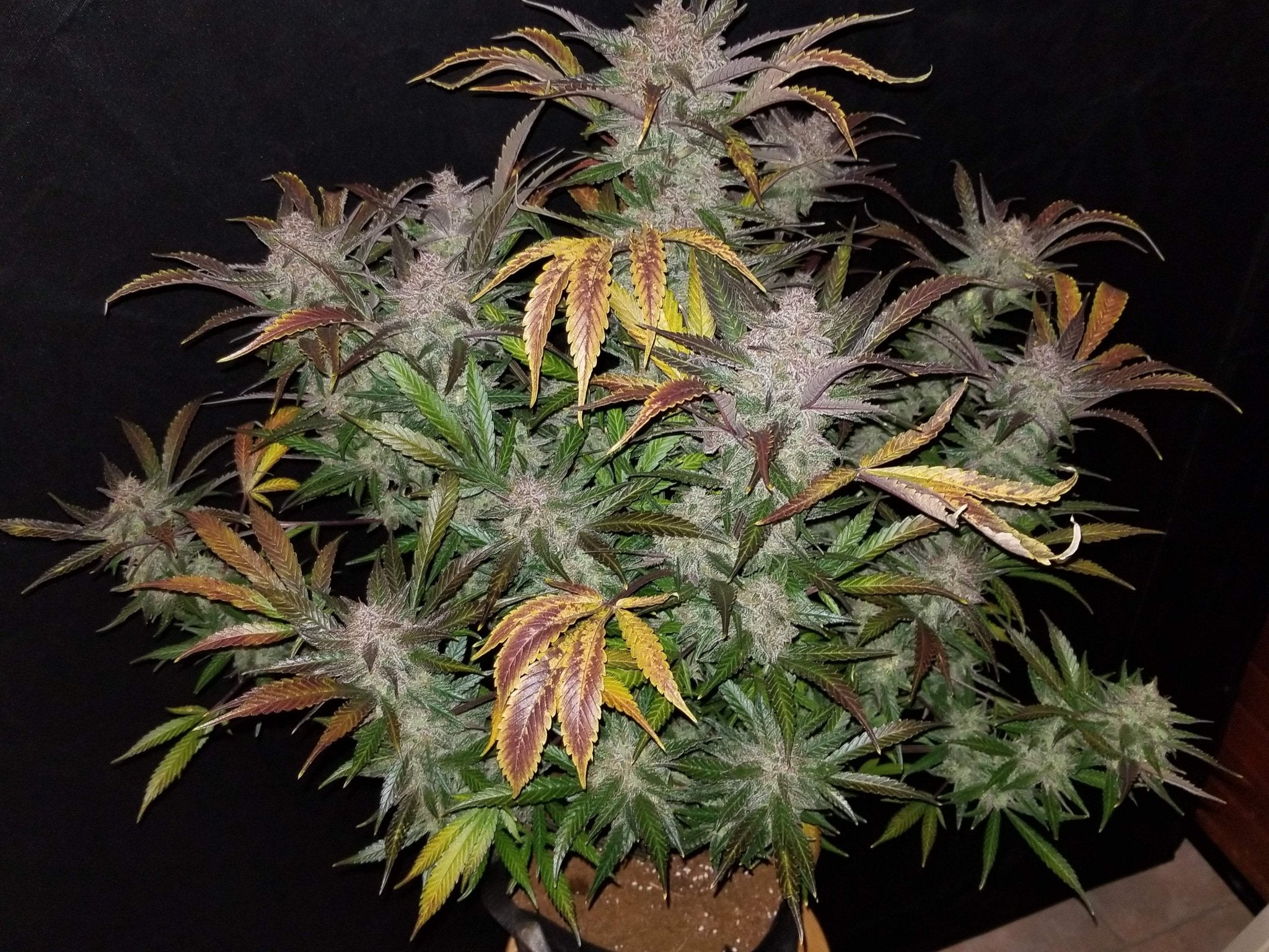 Fast Buds Cream Cookies Auto | 3er Packung - Bud Brothers