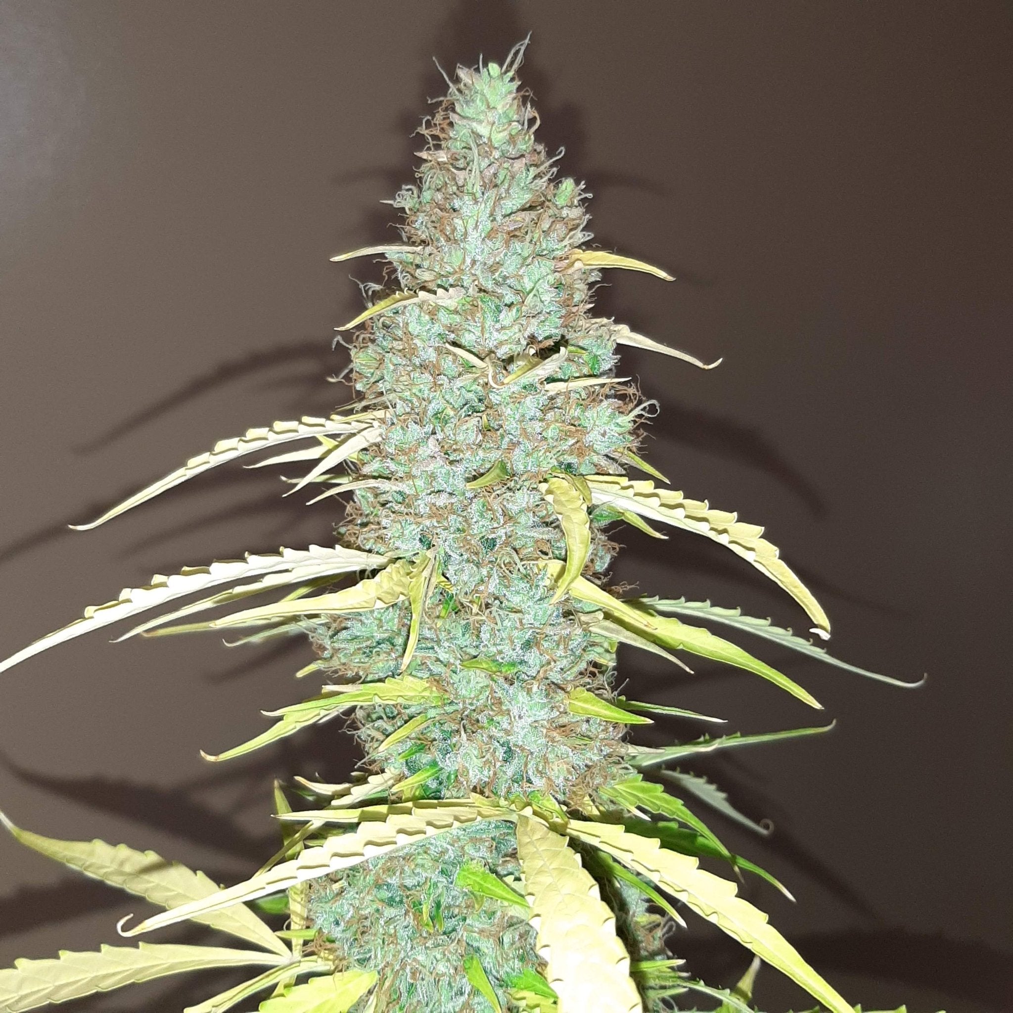 Fast Buds Critical Auto | 3er Packung - Bud Brothers