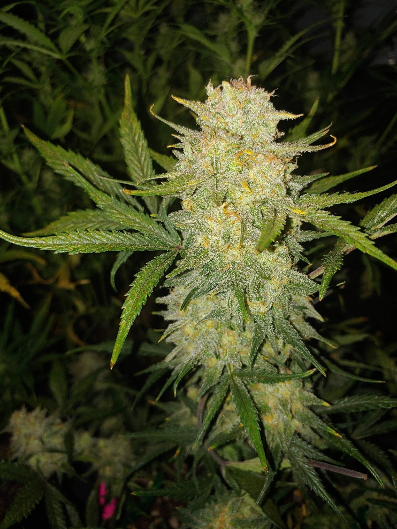 Fast Buds Critical Auto | 3er Packung - Bud Brothers