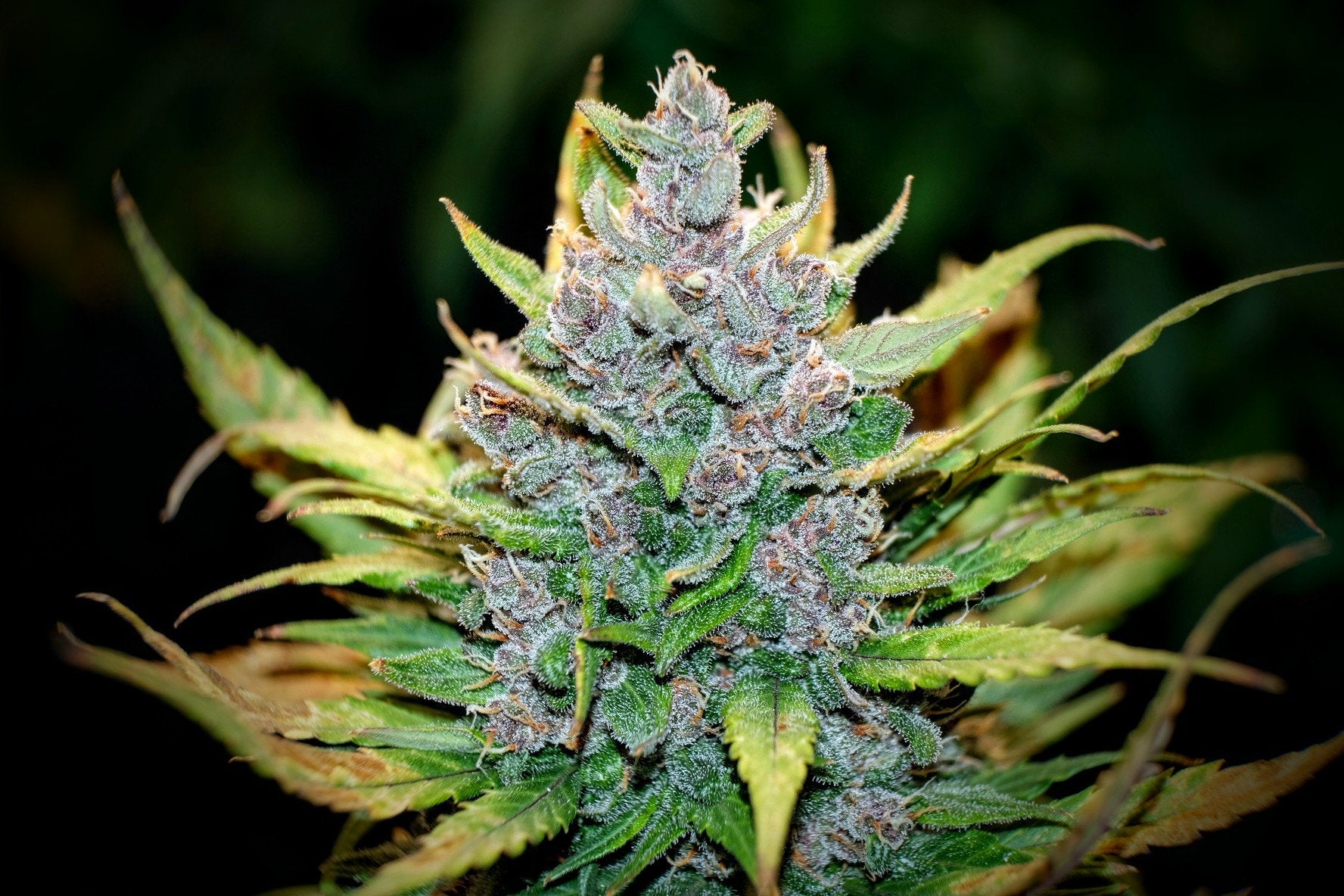 Fast Buds Fastberry Auto | 3er Packung - Bud Brothers