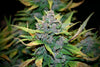 Fast Buds Fastberry Auto | 3er Packung - Bud Brothers