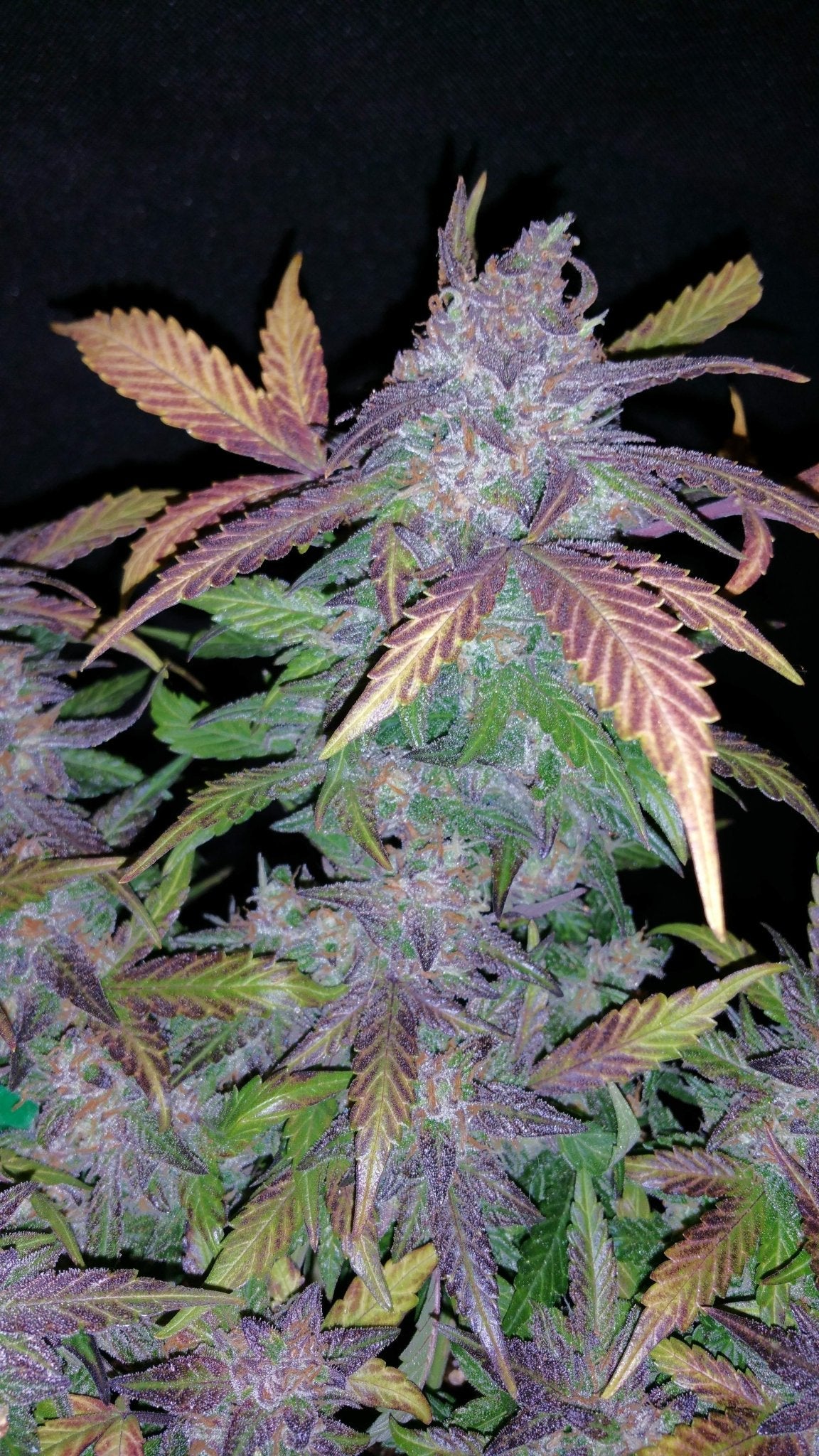 Fast Buds Fastberry Auto | 3er Packung - Bud Brothers