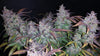 Fast Buds Fastberry Auto | 3er Packung - Bud Brothers