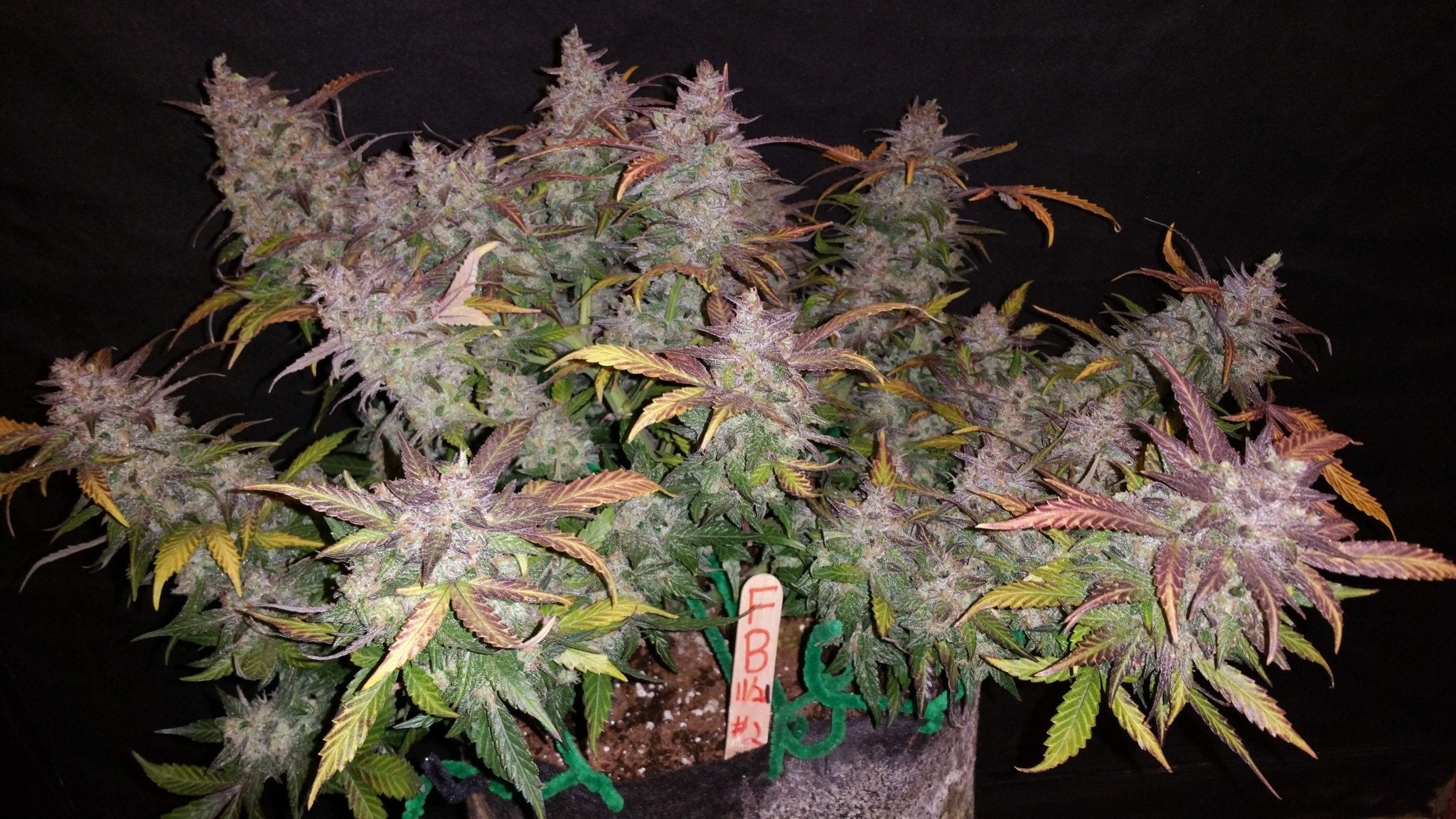 Fast Buds Fastberry Auto | 3er Packung - Bud Brothers