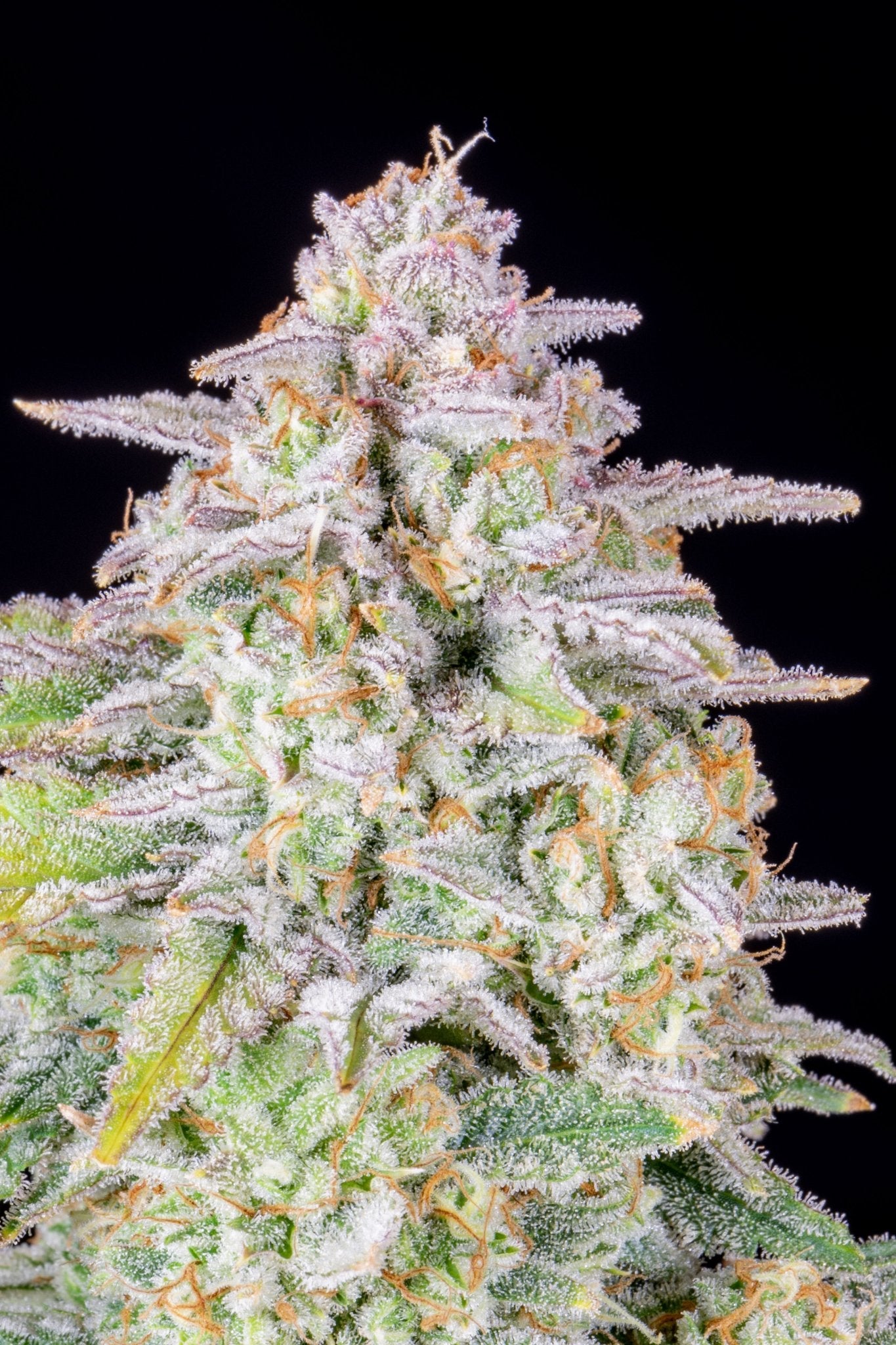 Fast Buds Forbidden Runtz | 3er Packung - Bud Brothers