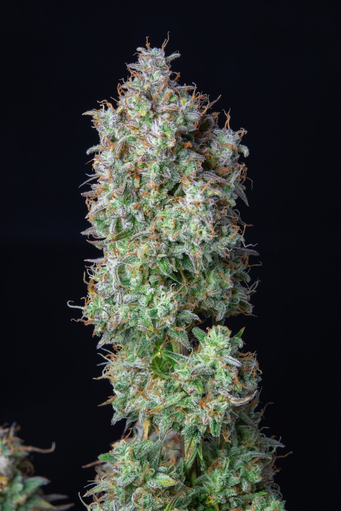 Fast Buds Forbidden Runtz | 3er Packung - Bud Brothers