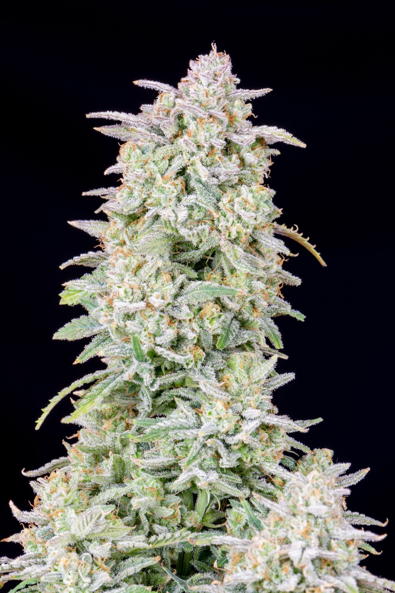 Fast Buds Forbidden Runtz | 3er Packung - Bud Brothers