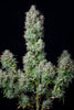 Fast Buds Forbidden Runtz | 3er Packung - Bud Brothers