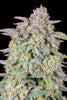 Fast Buds Forbidden Runtz | 3er Packung - Bud Brothers