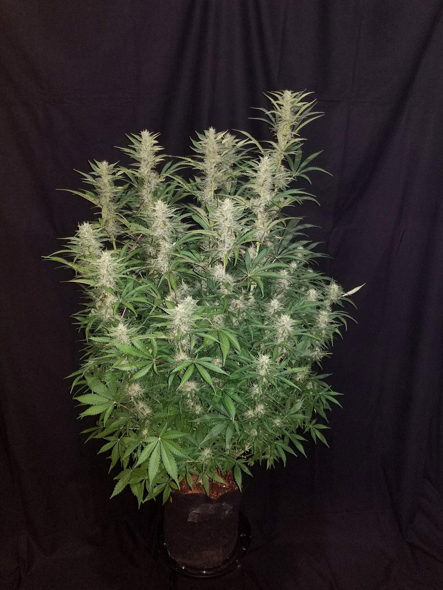 Fast Buds G14 Auto | 3er Packung - Bud Brothers