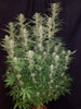 Fast Buds G14 Auto | 3er Packung - Bud Brothers