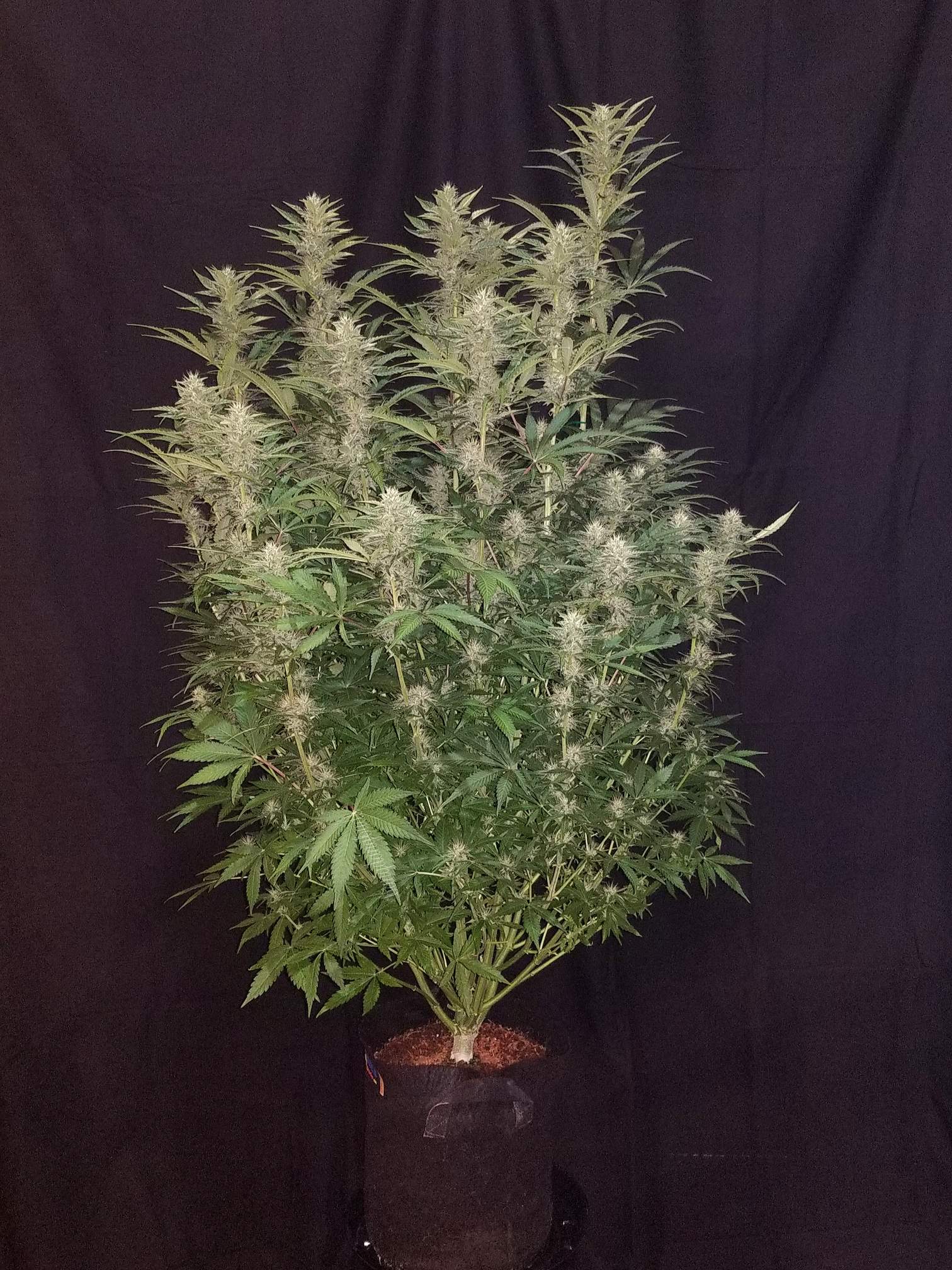 Fast Buds G14 Auto | 3er Packung - Bud Brothers