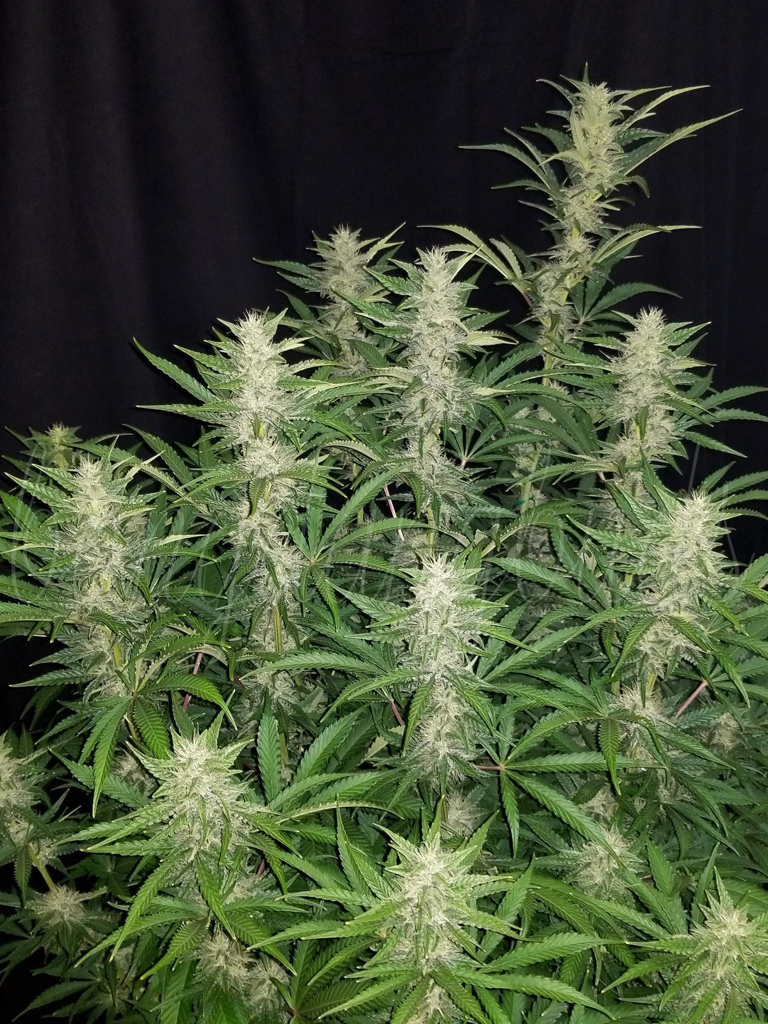 Fast Buds G14 Auto | 3er Packung - Bud Brothers