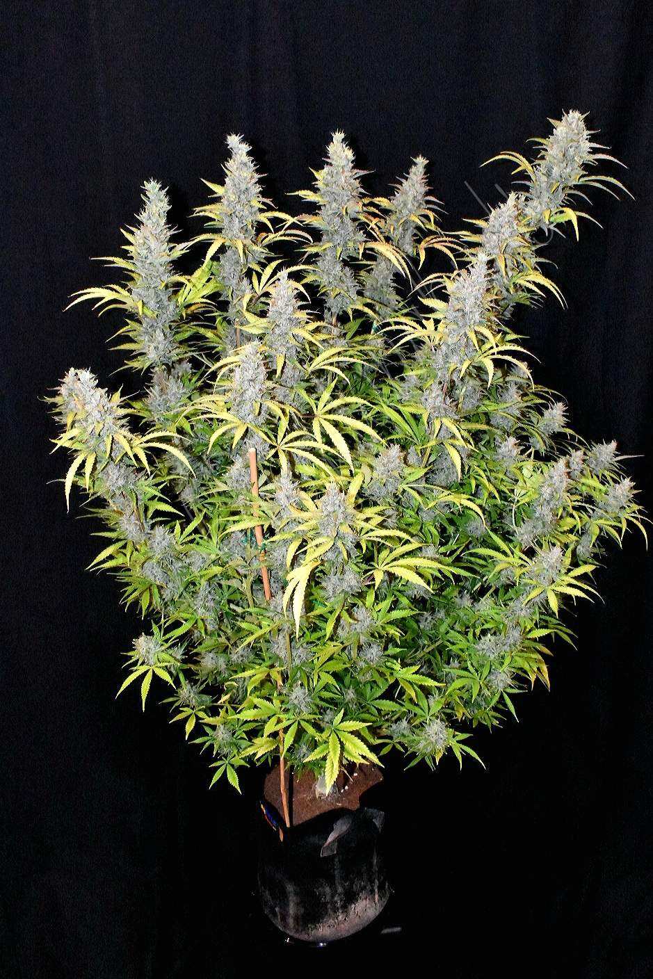 Fast Buds G14 Auto | 3er Packung - Bud Brothers