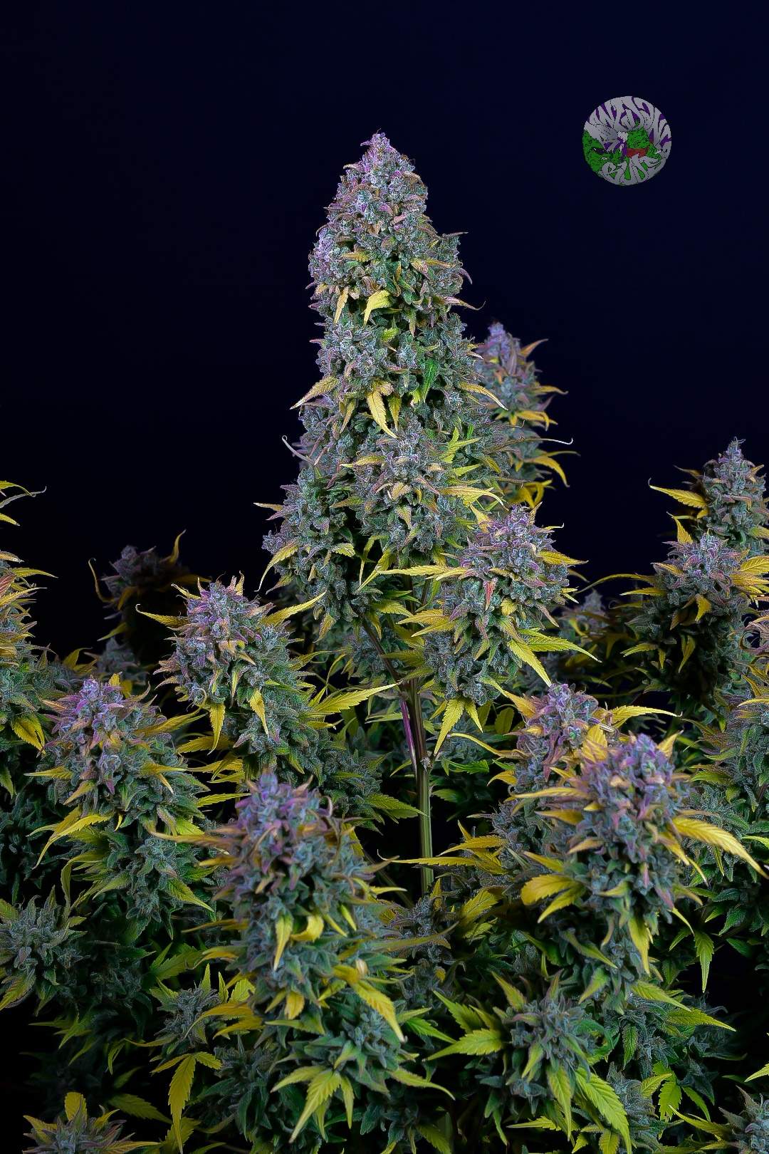 Fast Buds Gelato Auto | 3er Packung - Bud Brothers