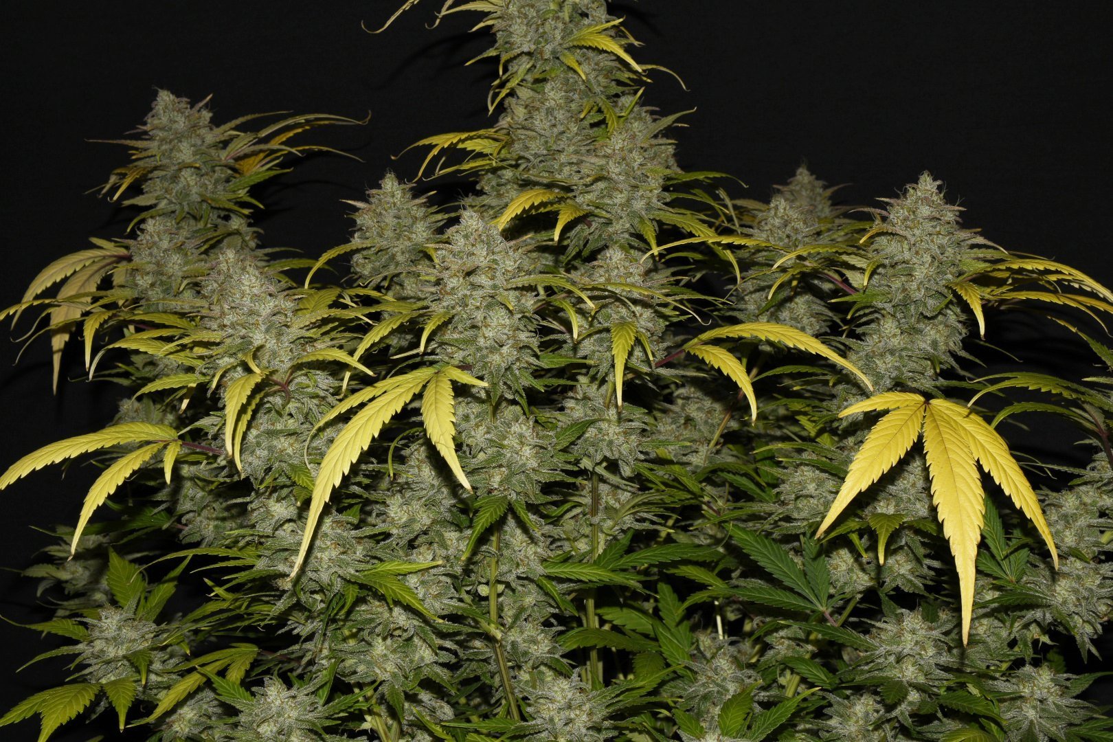 Fast Buds Gelato Auto | 3er Packung - Bud Brothers