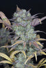 Fast Buds Gelato Auto | 3er Packung - Bud Brothers