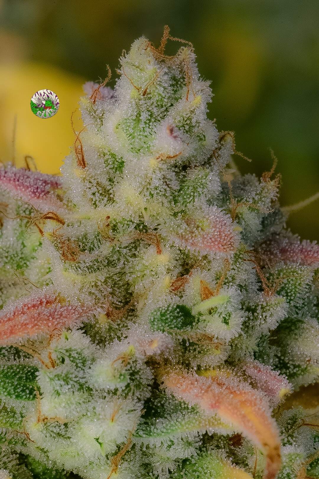 Fast Buds Gelato Auto | 3er Packung - Bud Brothers