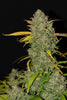 Fast Buds Gelato Auto | 3er Packung - Bud Brothers