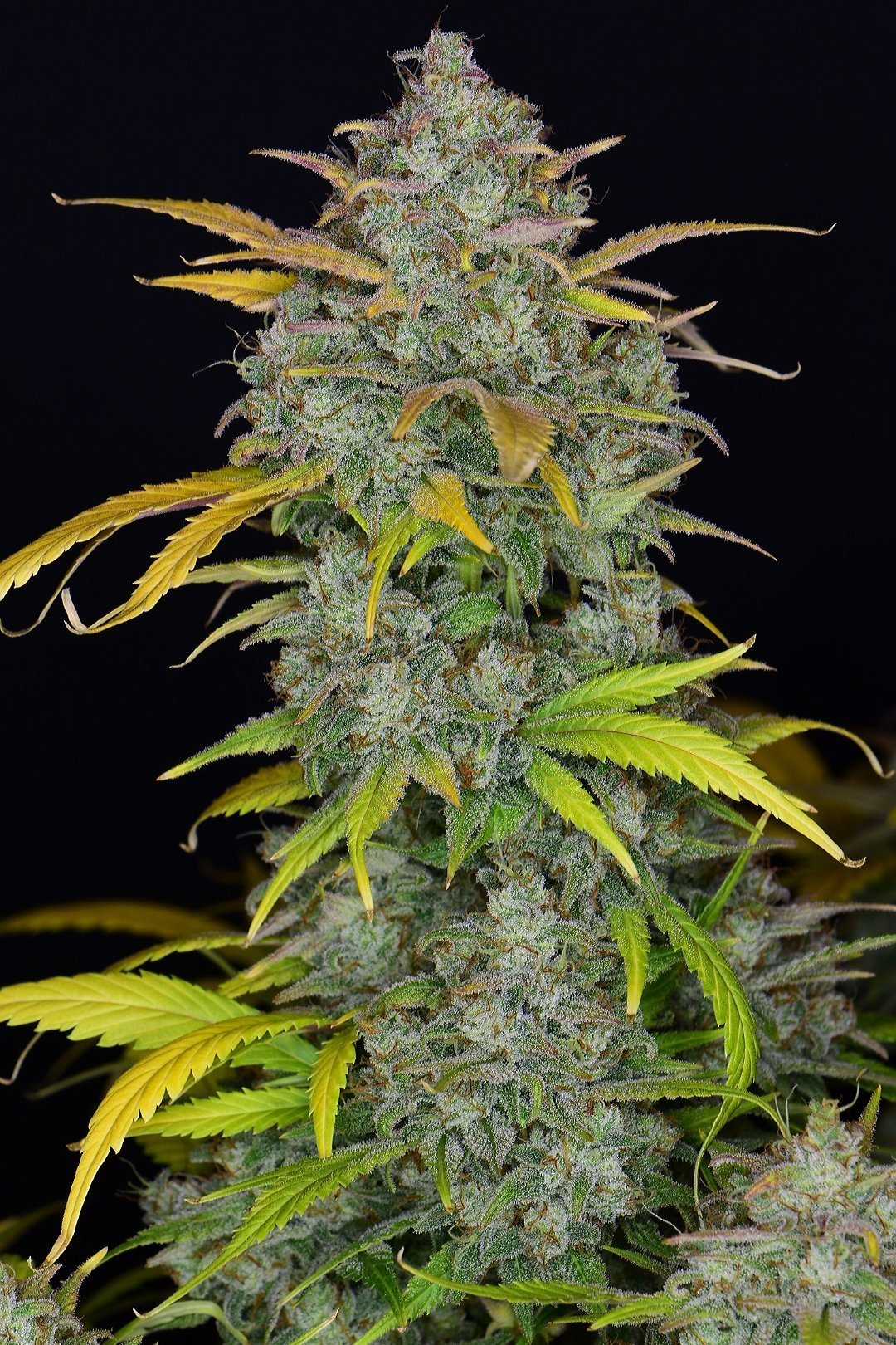 Fast Buds Gelato Auto | 3er Packung - Bud Brothers