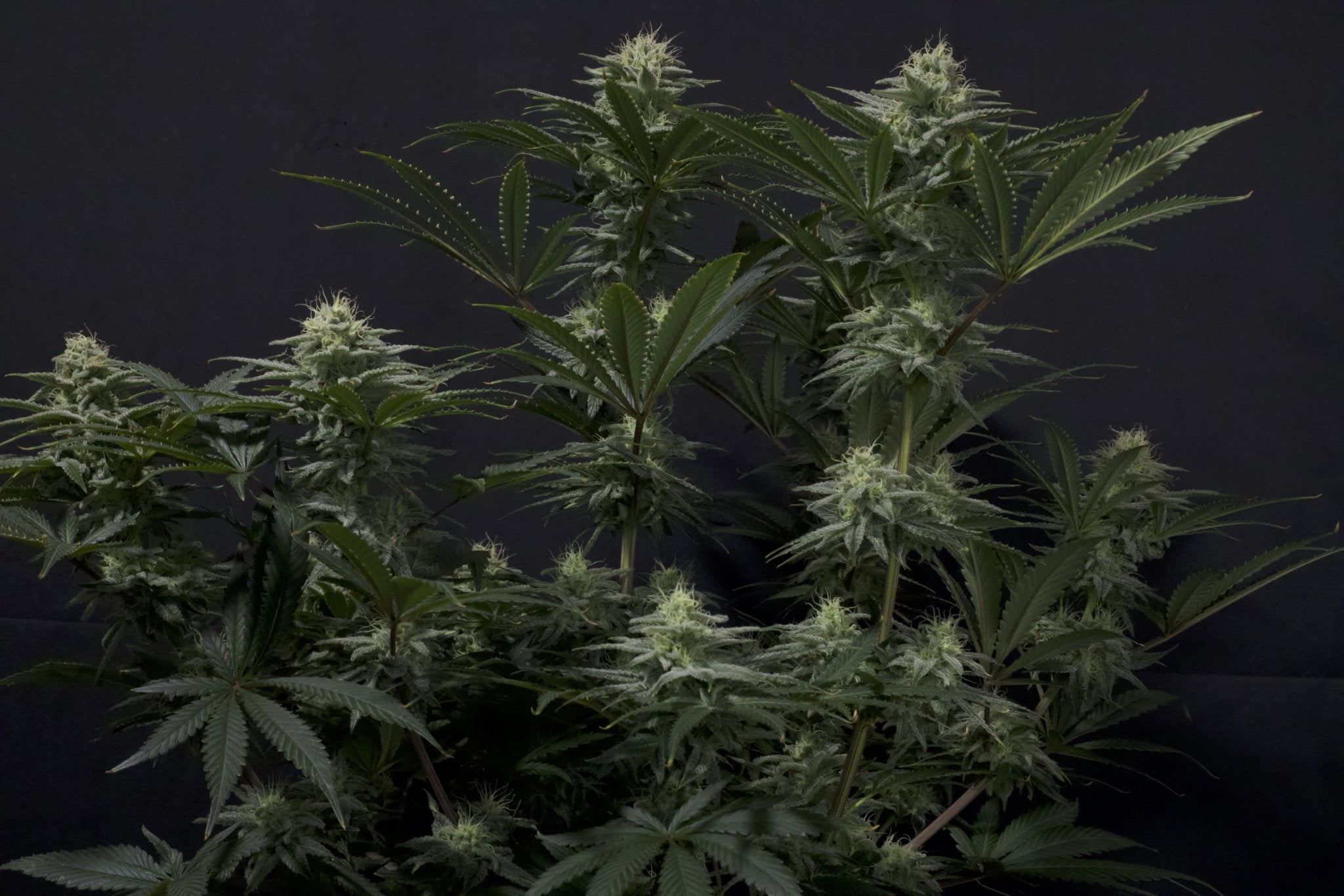 Fast Buds GG4 Sherbet Feminisierte Fastflowering Cannabissamen | Premium Indica Strain | 27% THC | Fruchtigen Sherbet Terpenen - Bud Brothers