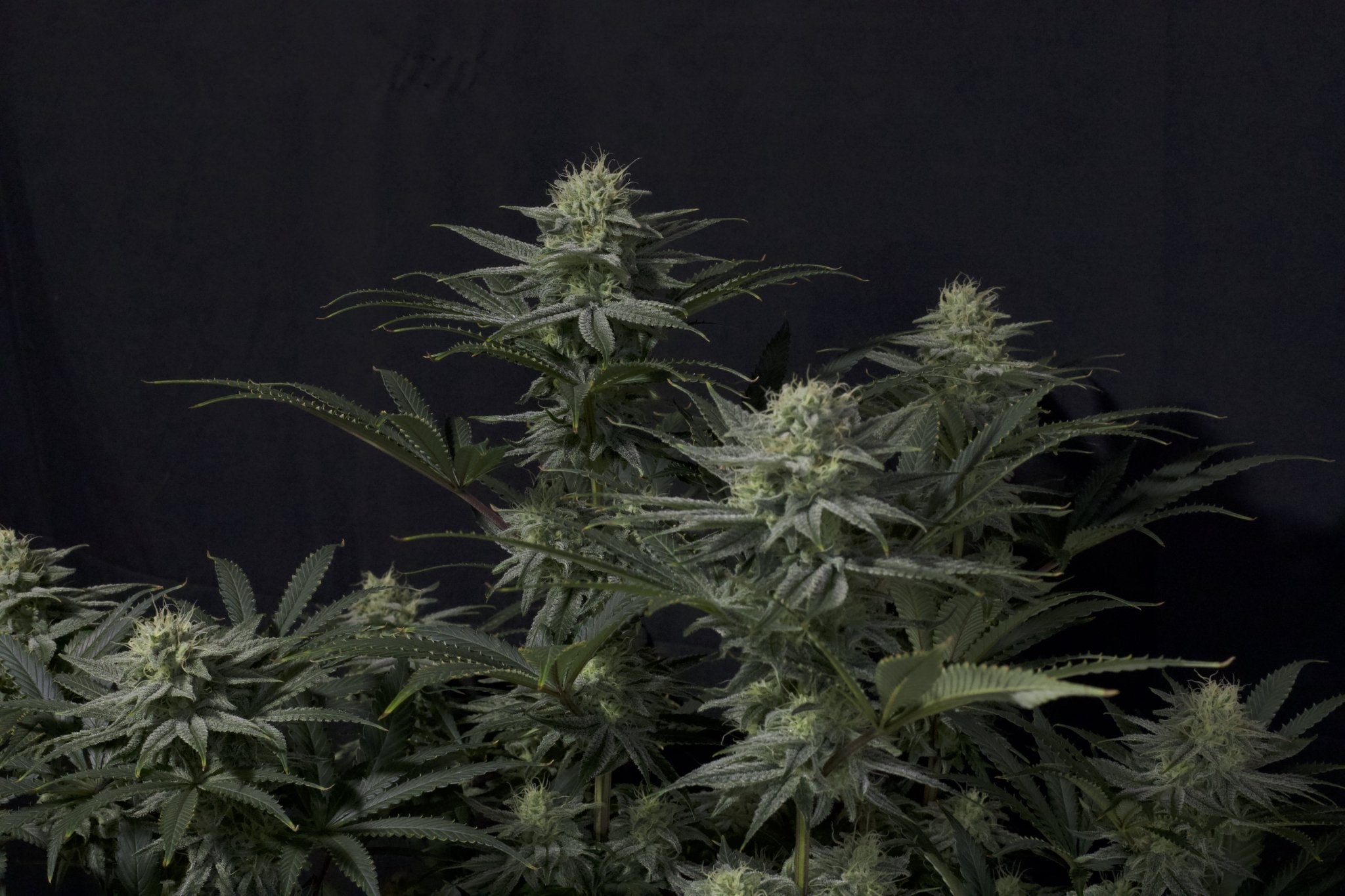 Fast Buds GG4 Sherbet Feminisierte Fastflowering Cannabissamen | Premium Indica Strain | 27% THC | Fruchtigen Sherbet Terpenen - Bud Brothers