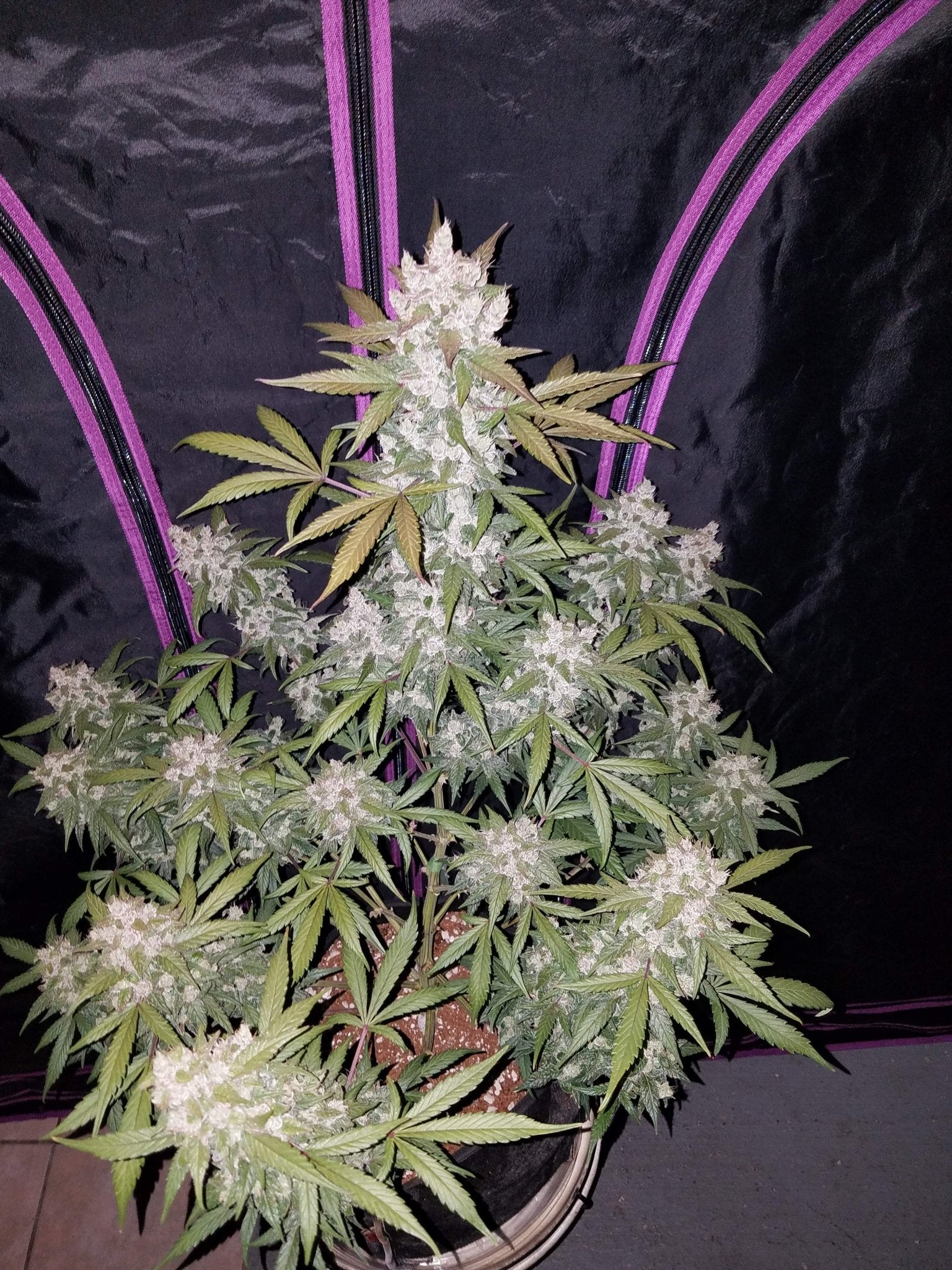 Fast Buds Girl Scout Cookies Auto | 3er Packung - Bud Brothers