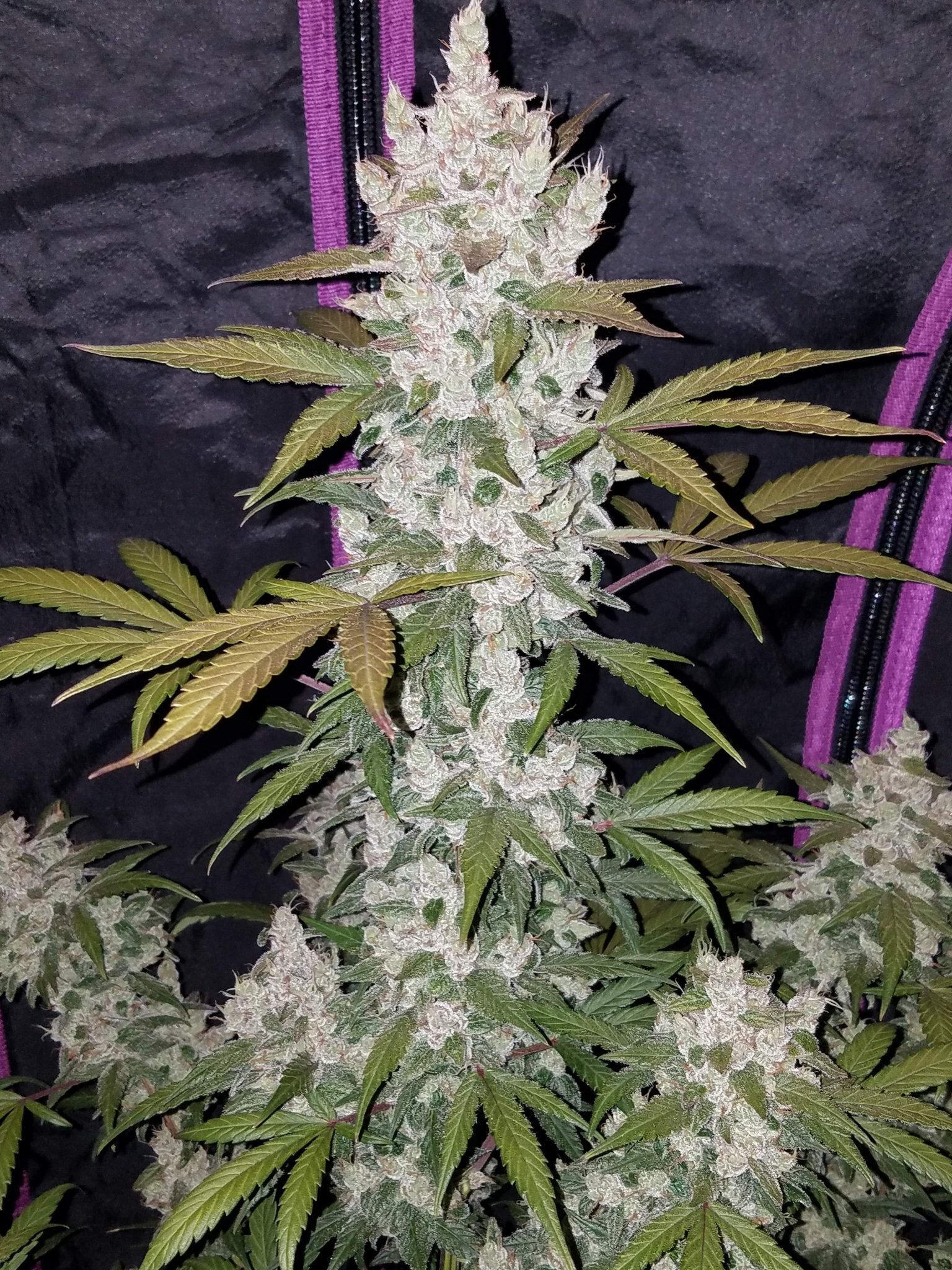 Fast Buds Girl Scout Cookies Auto | 3er Packung - Bud Brothers