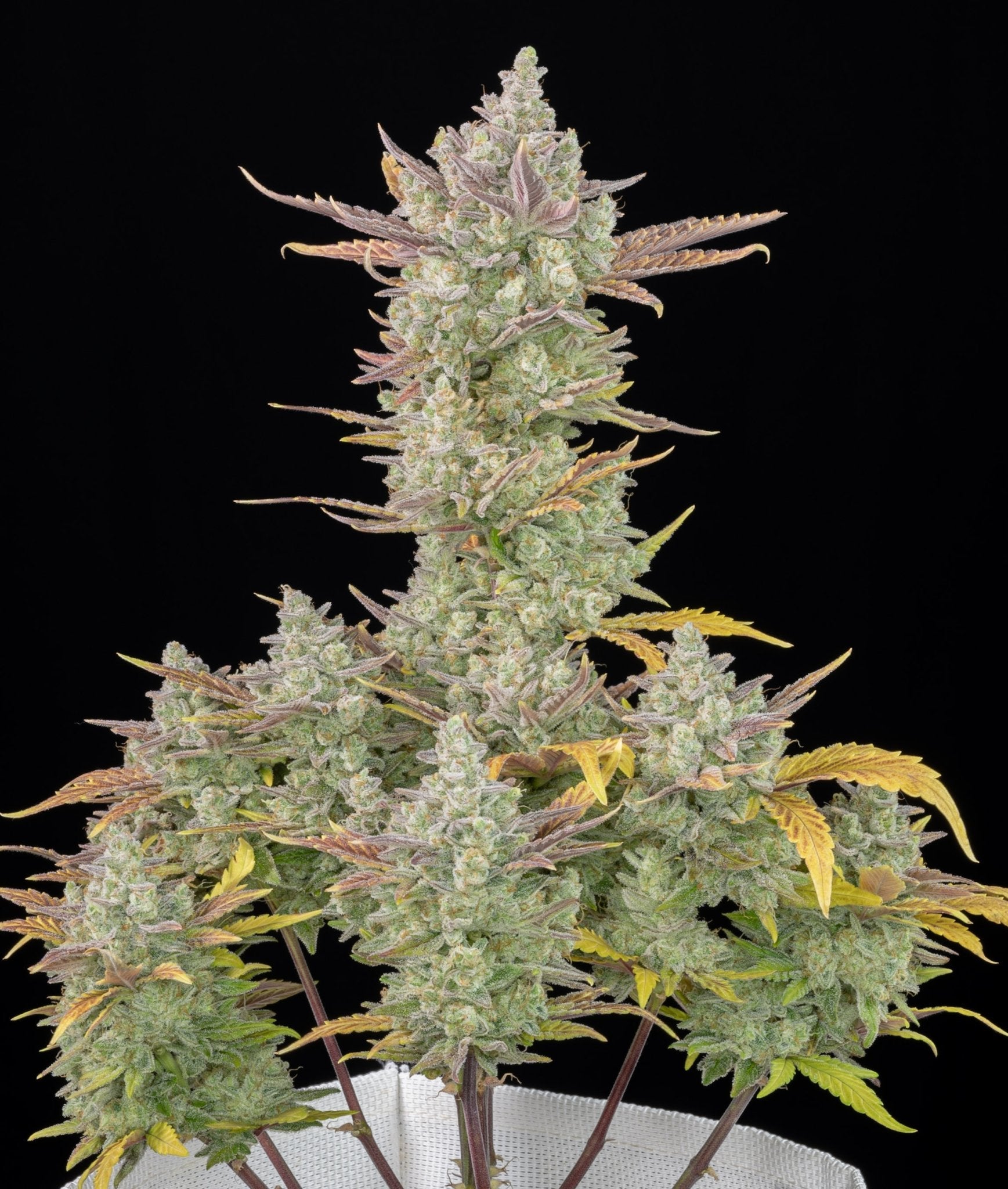 Fast Buds Gorilla Cookies | 3er Packung - Bud Brothers