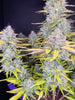 Fast Buds Gorilla Cookies | 3er Packung - Bud Brothers