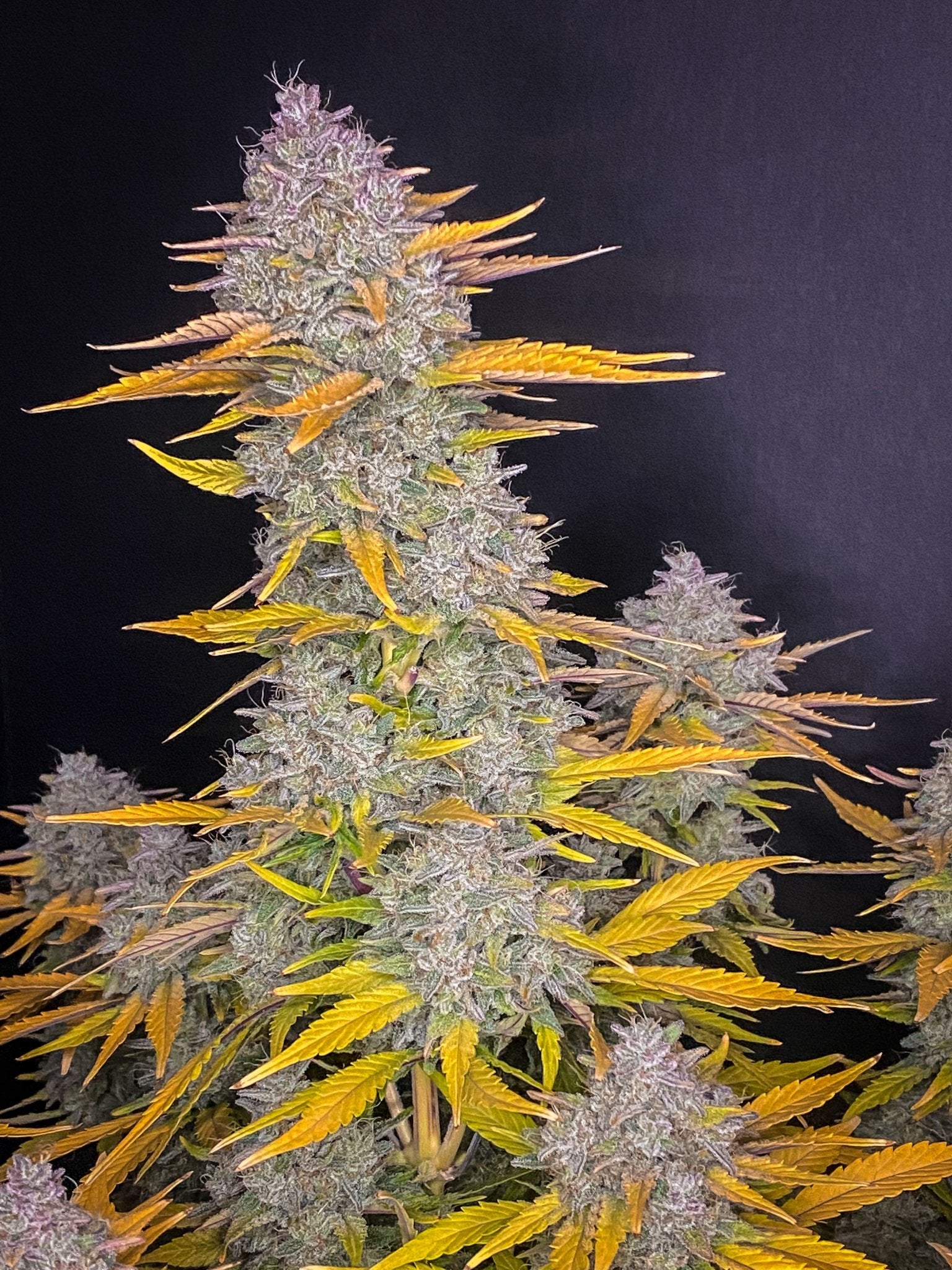 Fast Buds Gorilla Cookies | 3er Packung - Bud Brothers