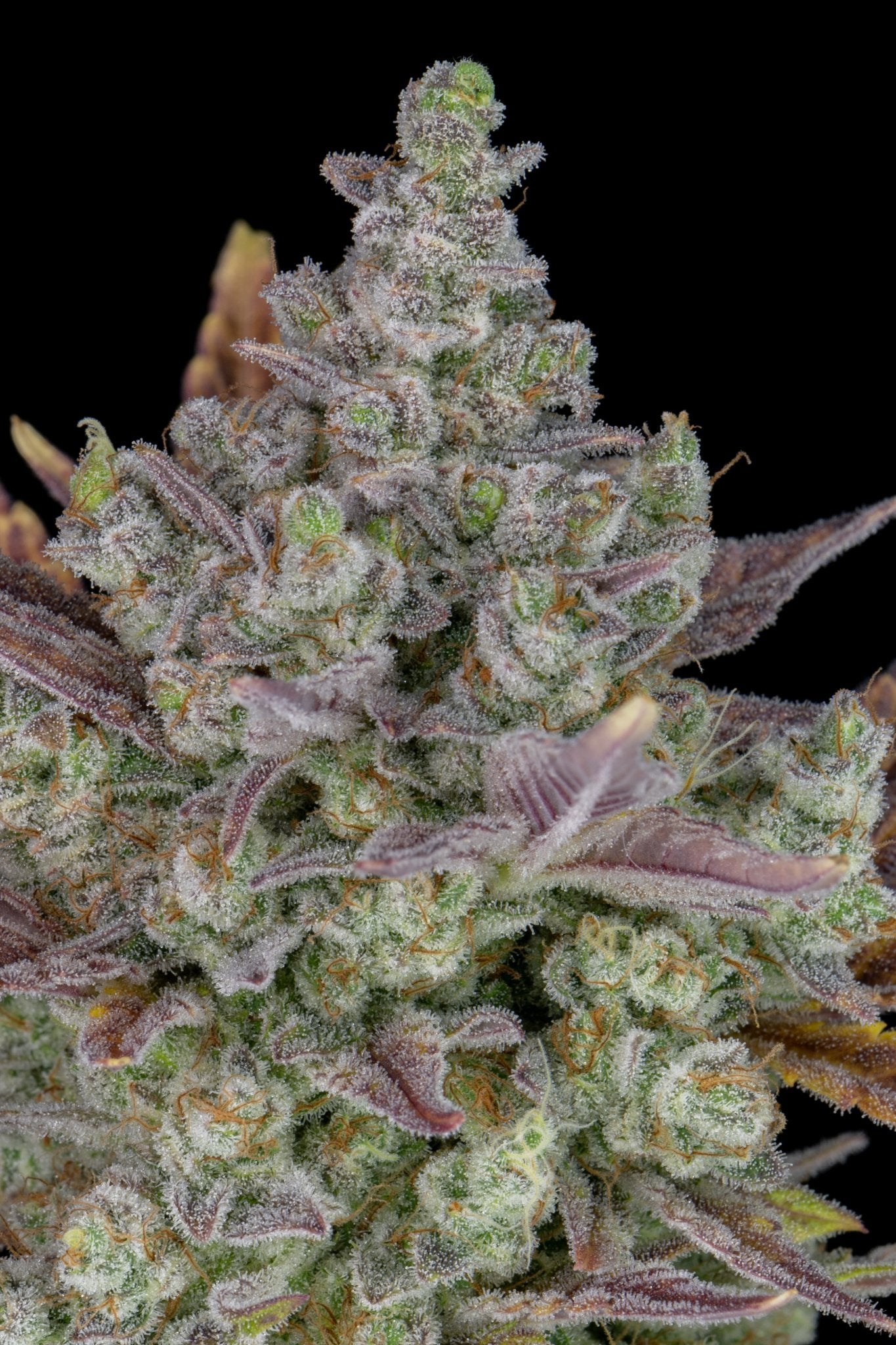 Fast Buds Gorilla Cookies | 3er Packung - Bud Brothers