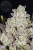 Fast Buds Gorilla Cookies | 3er Packung - Bud Brothers