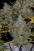 Fast Buds Gorilla Cookies | 3er Packung - Bud Brothers