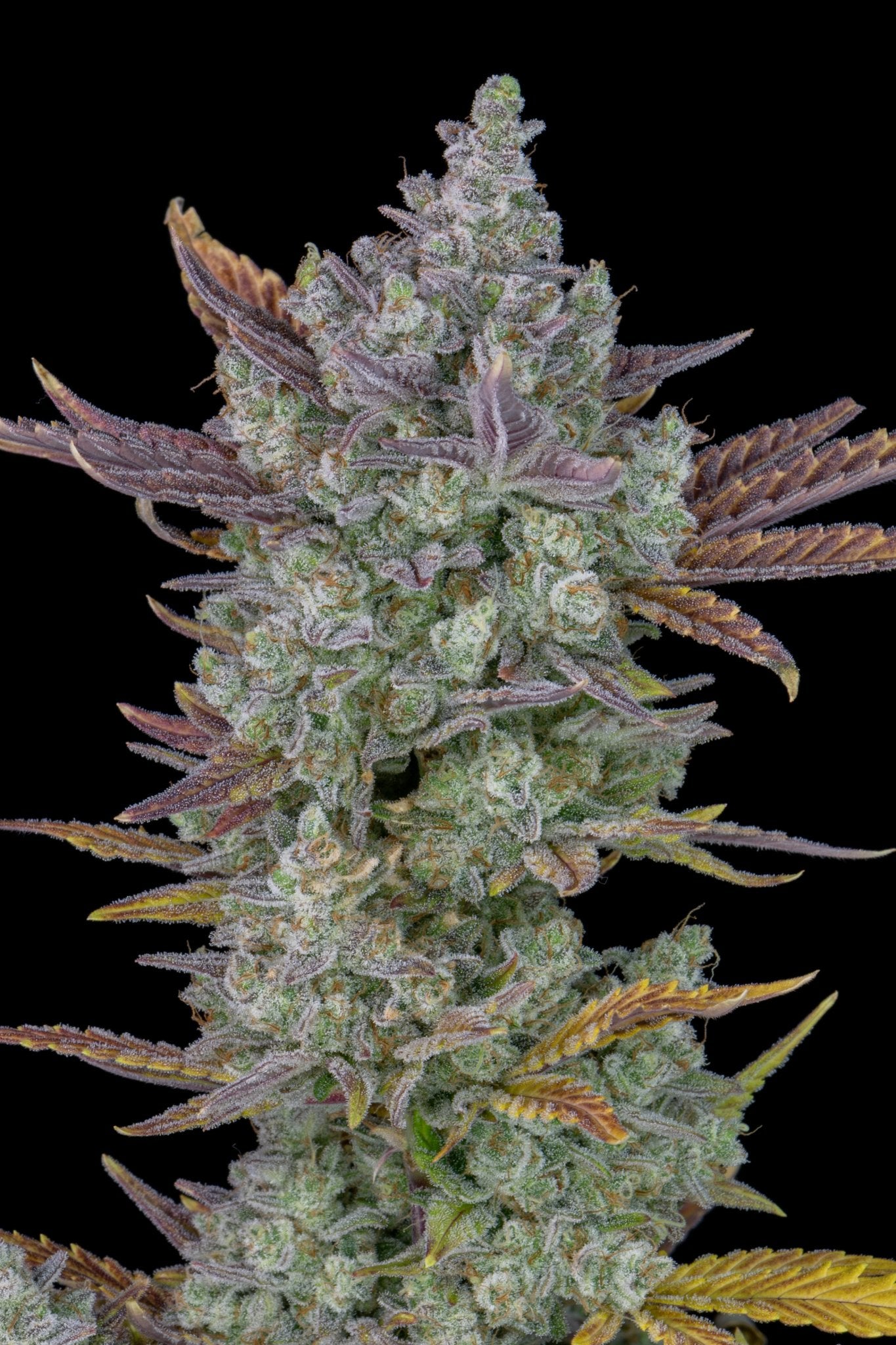 Fast Buds Gorilla Cookies | 3er Packung - Bud Brothers