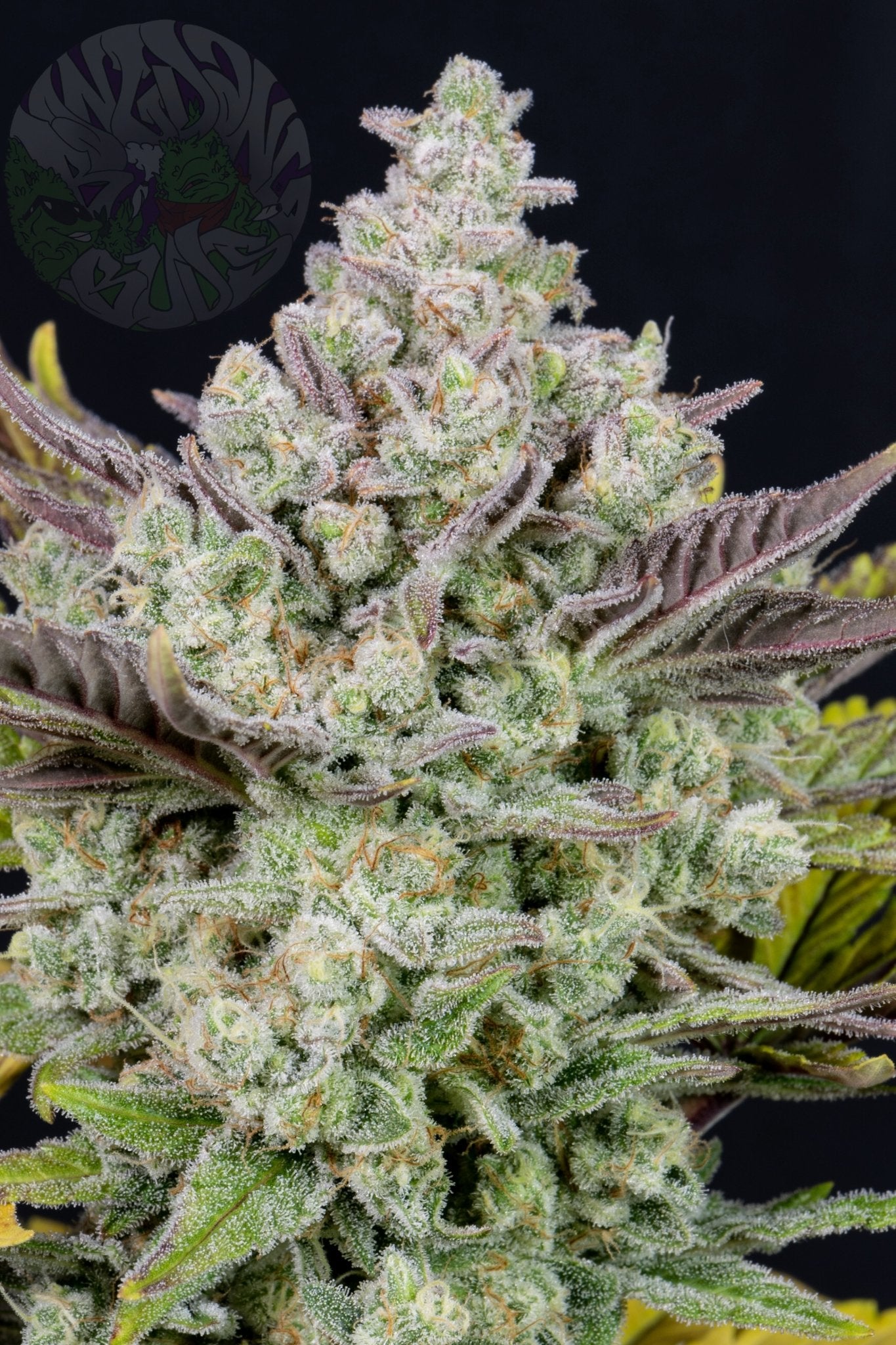 Fast Buds Gorilla Cookies | 3er Packung - Bud Brothers