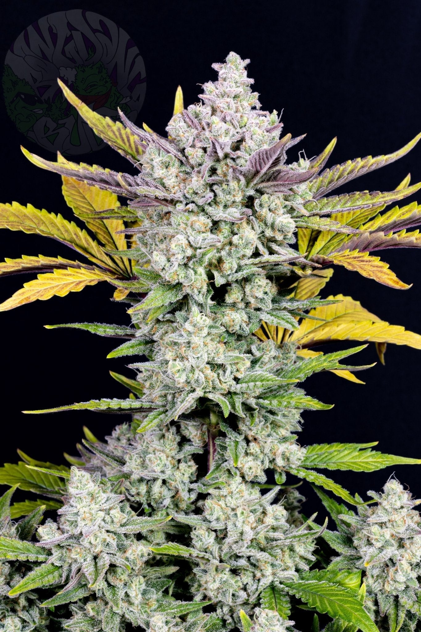 Fast Buds Gorilla Cookies | 3er Packung - Bud Brothers