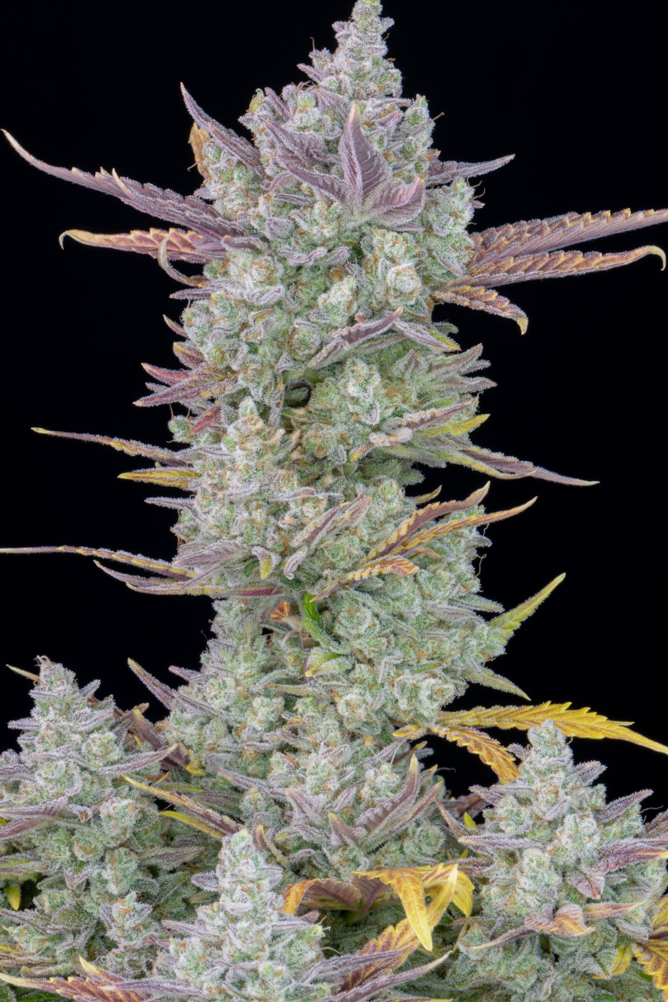 Fast Buds Gorilla Cookies | 3er Packung - Bud Brothers