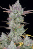 Fast Buds Gorilla Cookies | 3er Packung - Bud Brothers