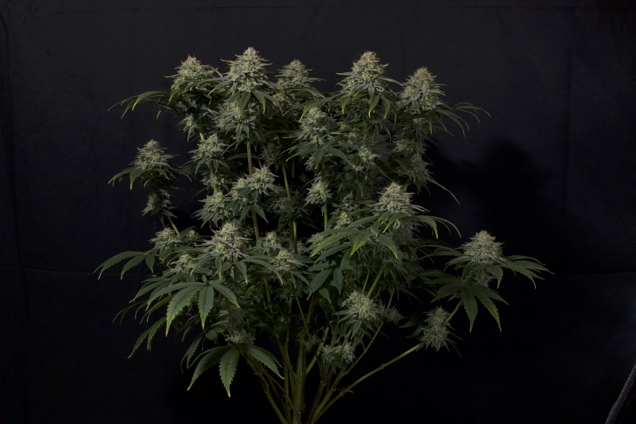Fast Buds Gorilla Cookies FF feminisierte Samen | Bis 29% THC | Cookie - Erd - Aroma | 650 g/m² Ertrag - Bud Brothers