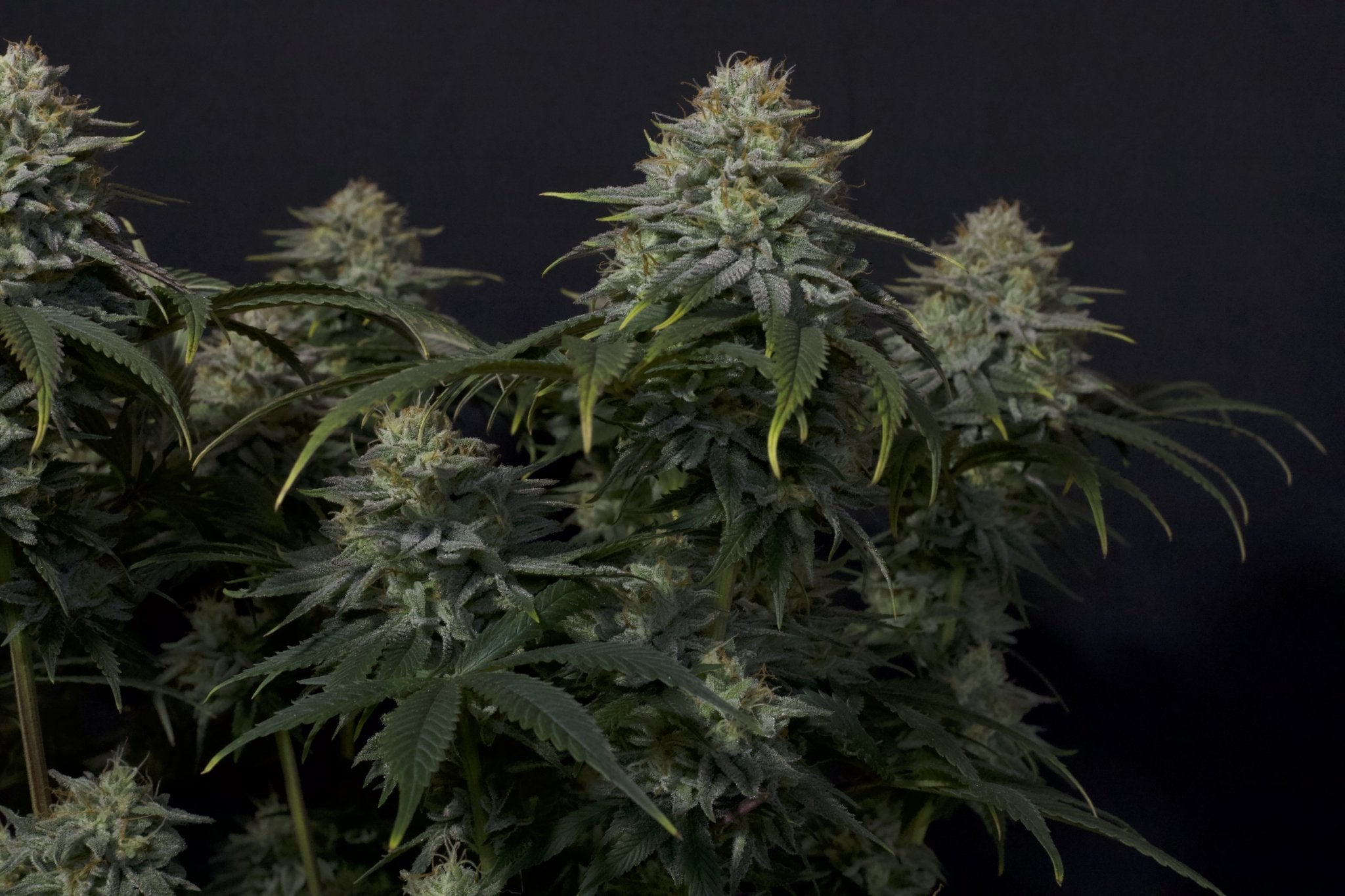 Fast Buds Gorilla Cookies FF feminisierte Samen | Bis 29% THC | Cookie - Erd - Aroma | 650 g/m² Ertrag - Bud Brothers