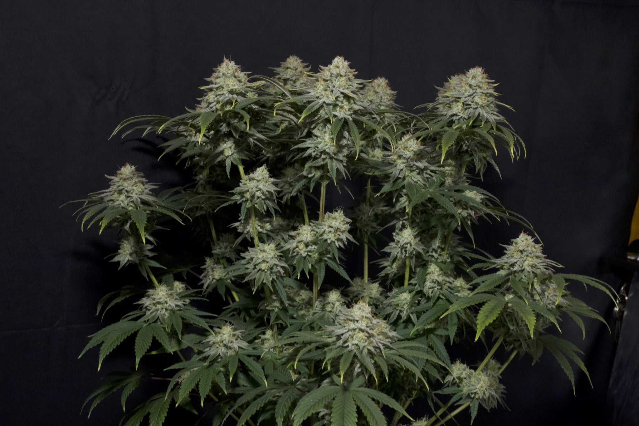 Fast Buds Gorilla Cookies FF feminisierte Samen | Bis 29% THC | Cookie - Erd - Aroma | 650 g/m² Ertrag - Bud Brothers
