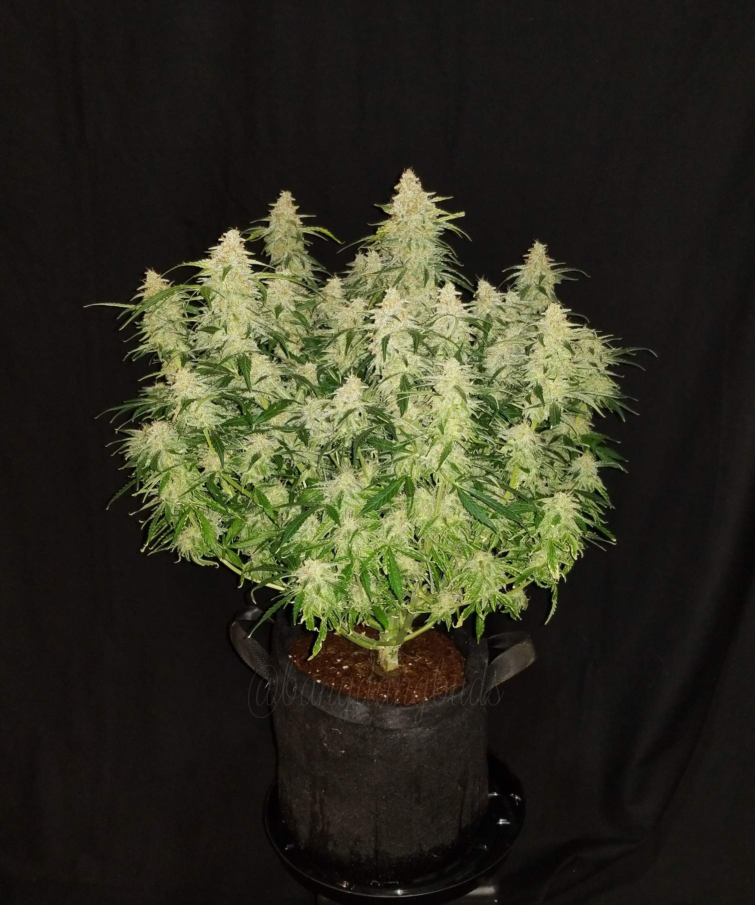 Fast Buds Gorilla Glue Auto | 3er Packung - Bud Brothers